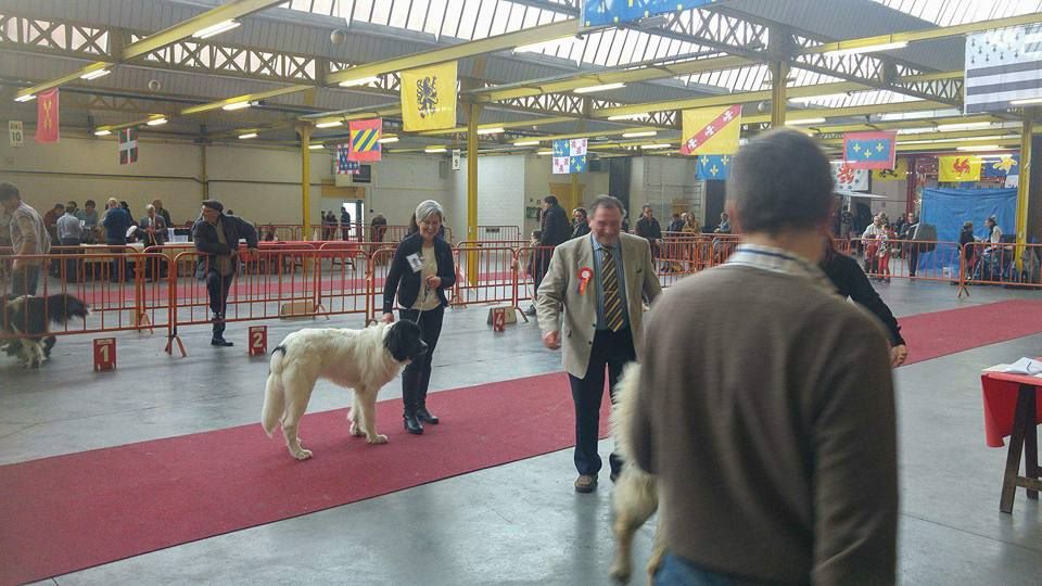 De La Tribu Landka - Exposition Canine Belgique