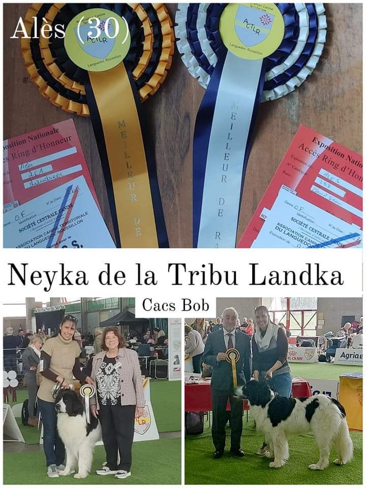 De La Tribu Landka - Résultats d'expositions 