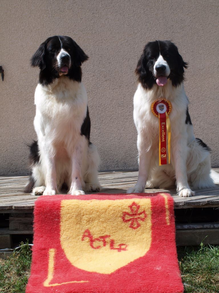 De La Tribu Landka - Expo canine et un podium