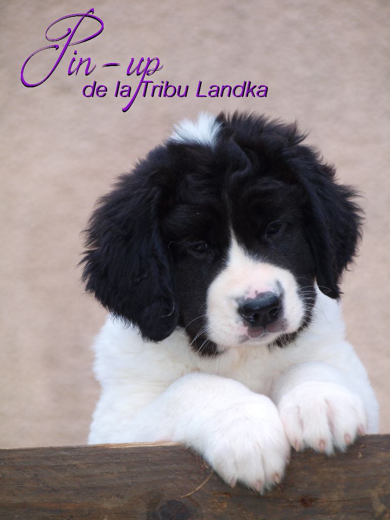 Pin-up De La Tribu Landka