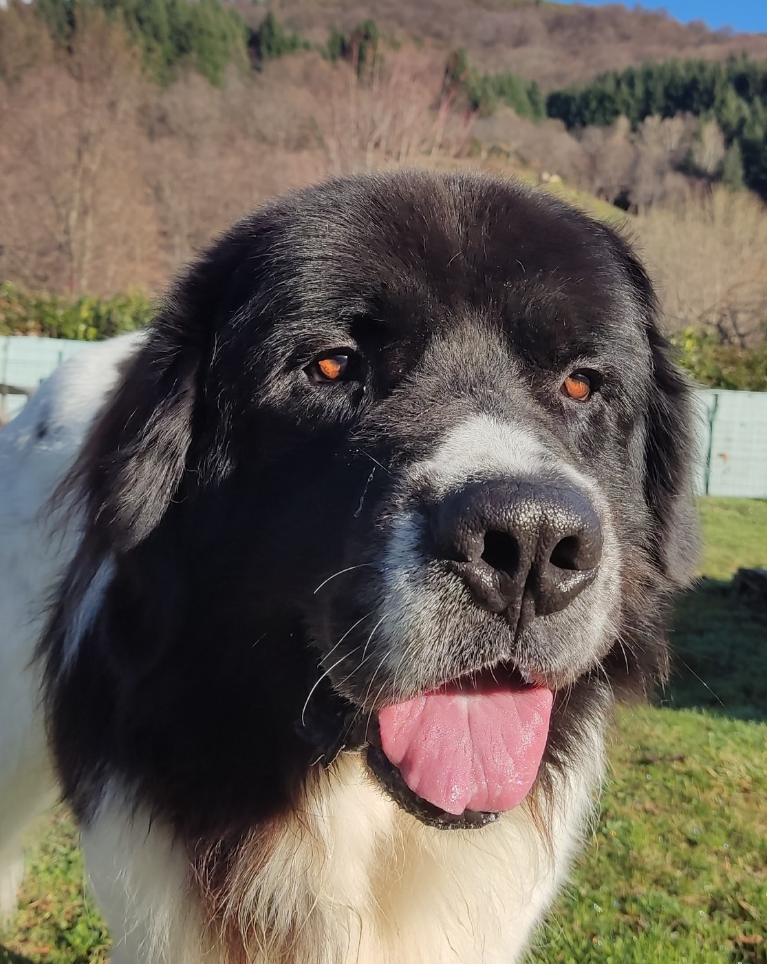De La Tribu Landka - Anniversaire de notre 2 ème portée