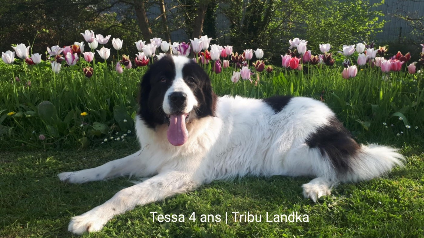 Tessa 4 ans
