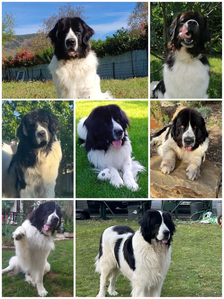 Les Minimoys 
